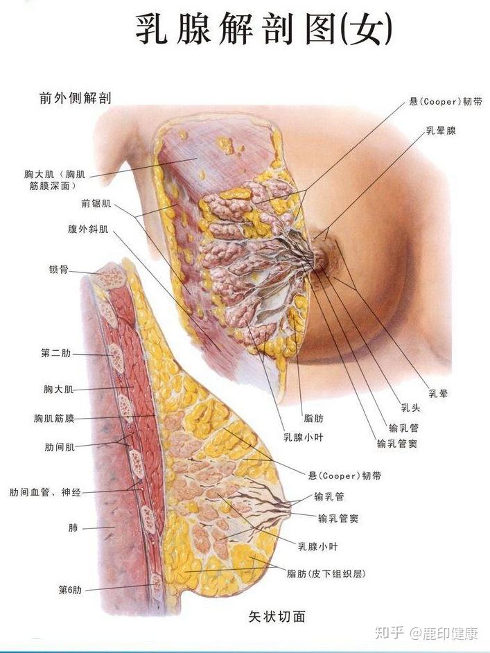产后康复到底要做什么?(一)关于乳房与子宫
