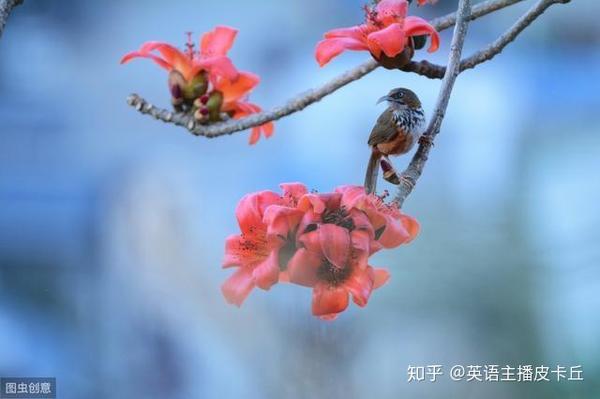 英文版 你是人间四月天 唯美到极致 建议收藏 知乎