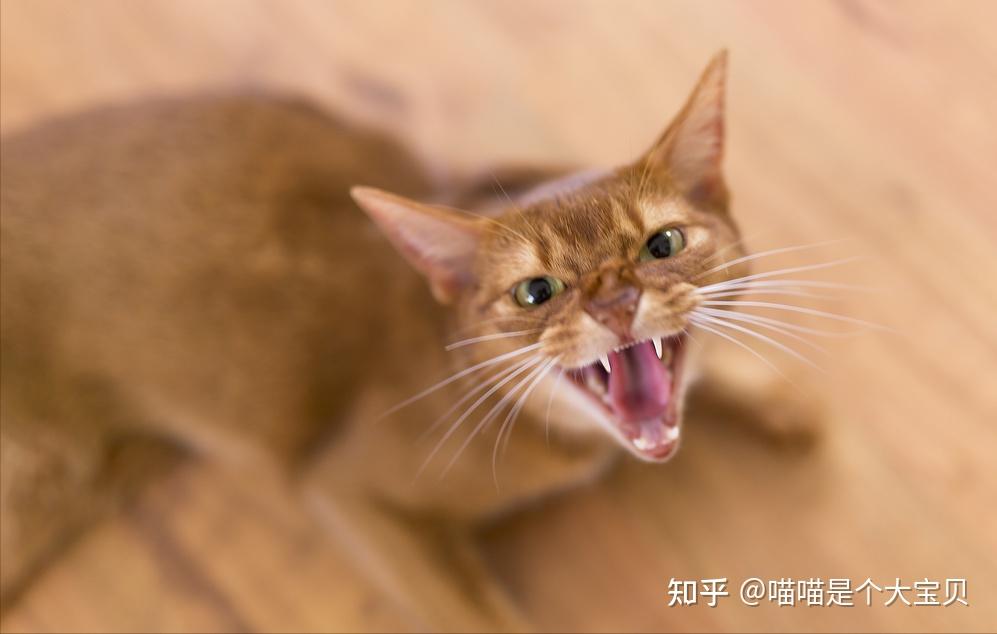 猫咪生气有什么表现?看完这几点,就不怕被它伤 - 知乎
