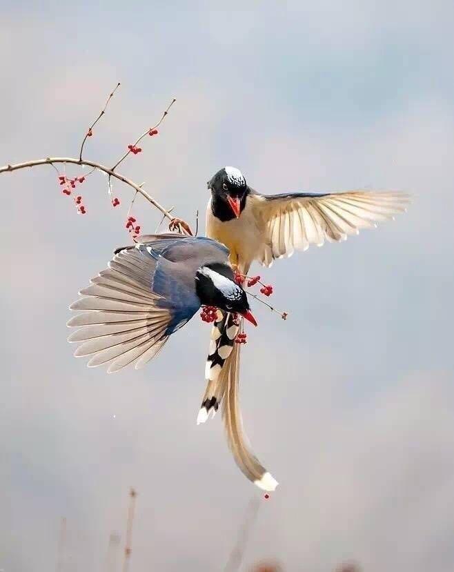 曲谱夜莺小夜曲_夜莺小夜曲简谱(2)