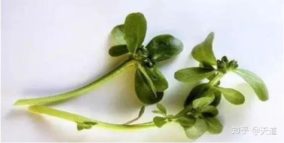 别名丨蚂蚁菜,马苋,五行草马齿苋经处理的蕨菜口感,但需注意的是有
