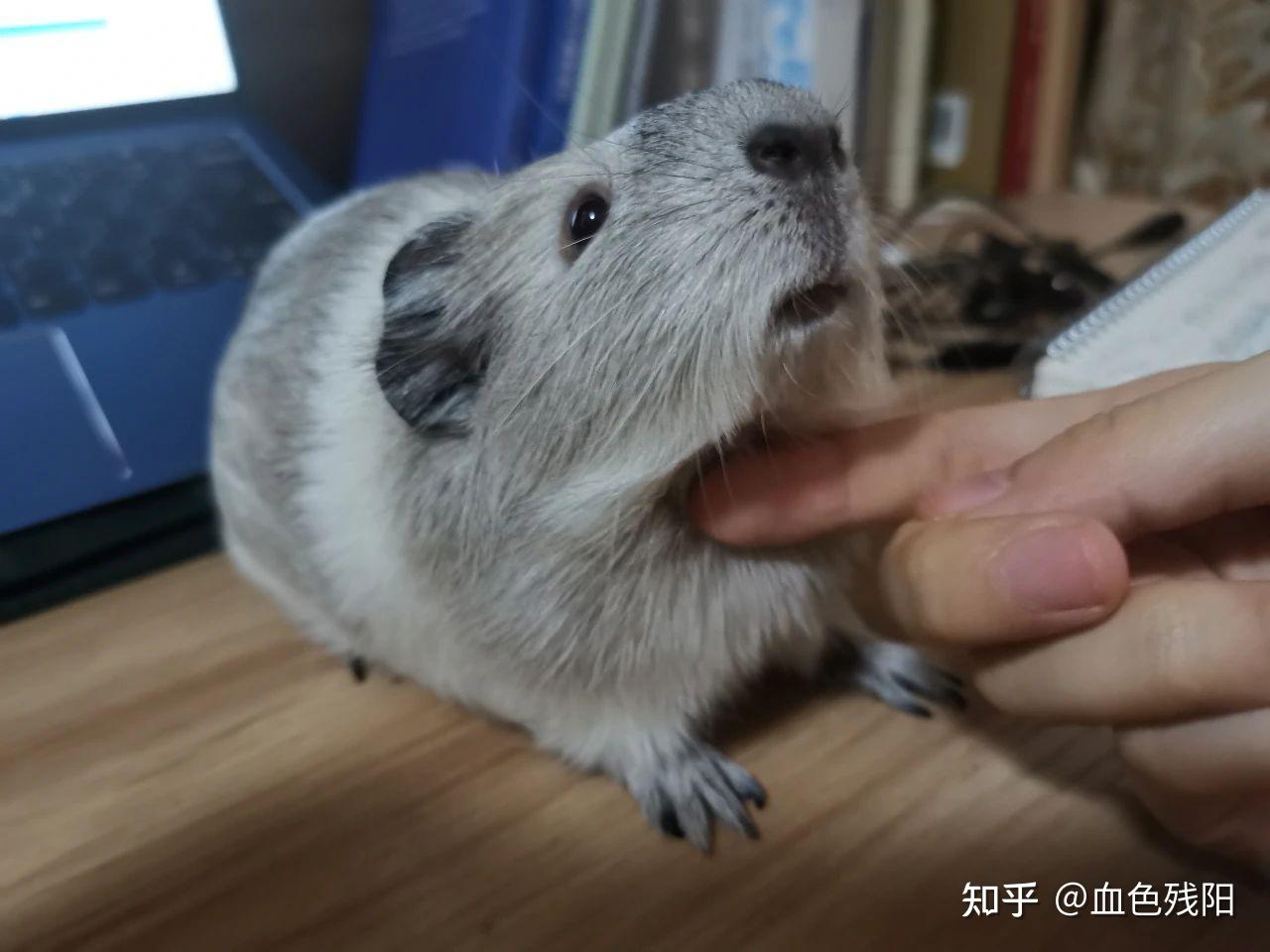 荷兰猪学名豚鼠，是典型的啮齿类动物，为啥被称作猪？ - 知乎