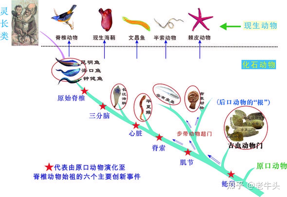 动植物进化历程示意图图片