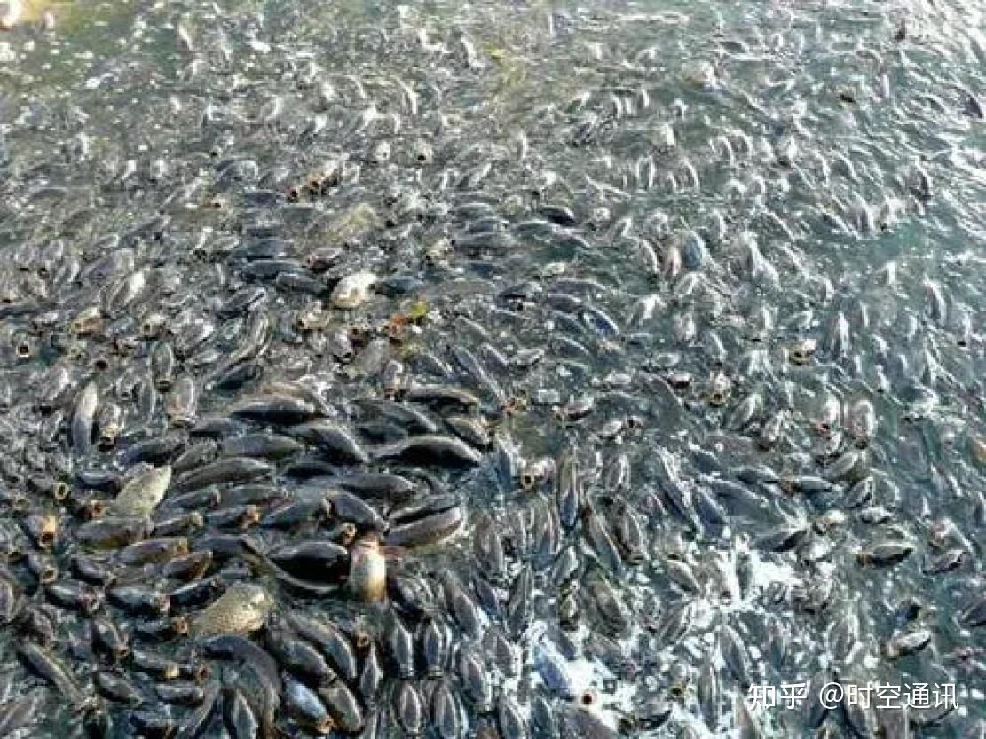 美国内华达州渔民捕获超大鲤鱼 打破该州纪录 - 2020年3月13日, 俄罗斯卫星通讯社