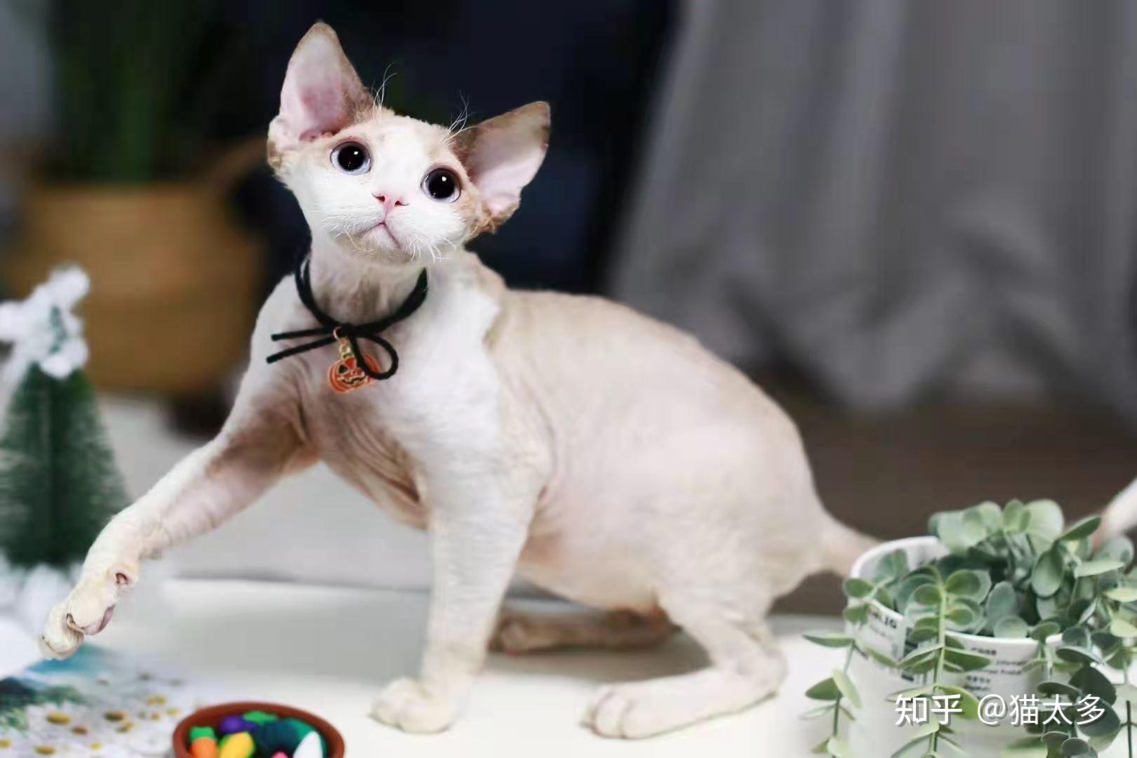 德文猫为什么那么爱咬人