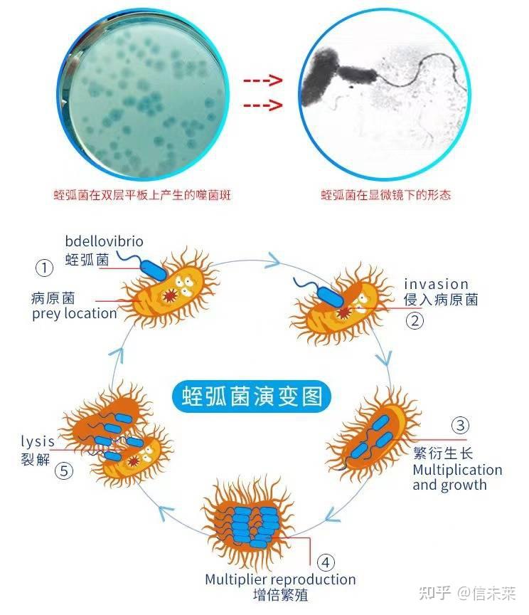 南美白对虾弧菌病害剖析与防控指南 - 知乎
