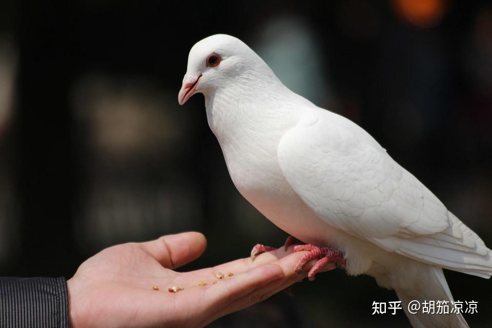 鸽子死精蛋血丝图图片