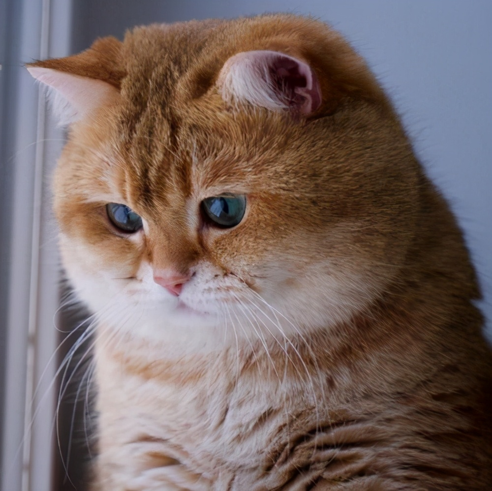 可爱的背后隐藏了哪些危机? - 知乎