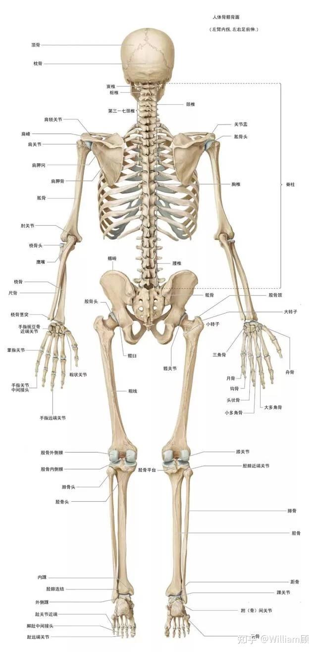 骨的表面形态图解图片