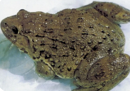 虎纹蛙虎纹蛙是叉舌蛙科,虎纹蛙属动物,雄蛙体长 66 至 98 毫米,雌蛙