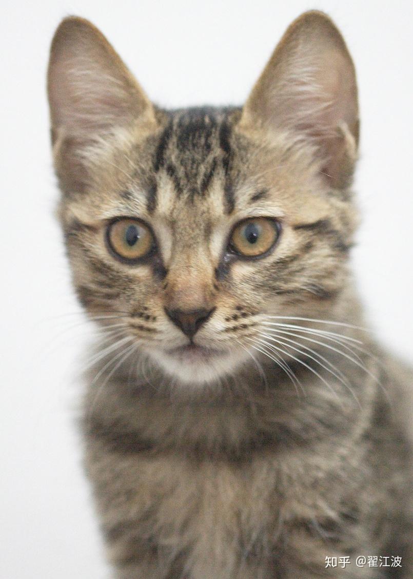 怎么画小猫好画又好看 v2-762198b89fbce4f667a58bc266a167ec_r.jpg