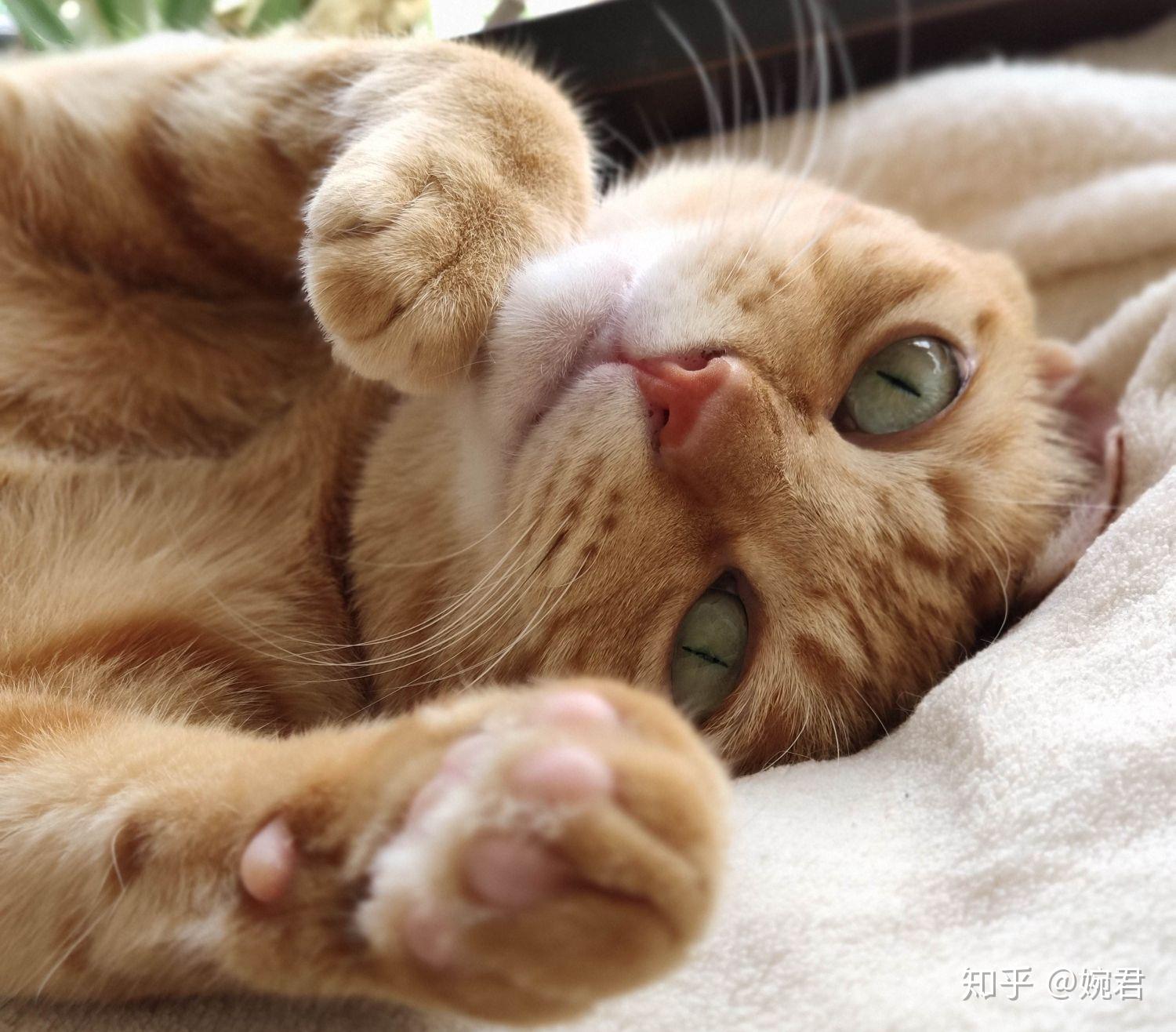 能不能分享你们可爱的猫咪照片给我? - 知乎