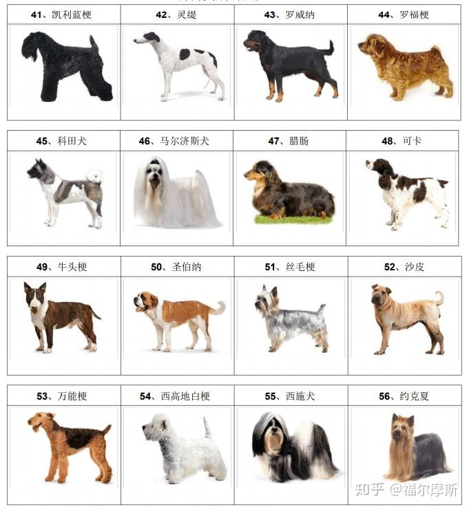 狗狗类别对照大全 - 知乎