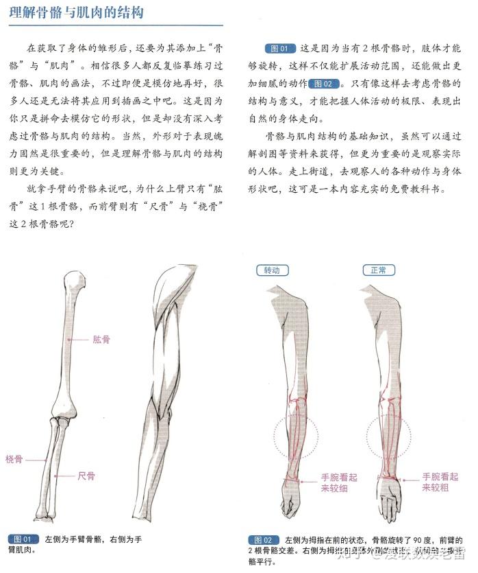 如何画手臂和手教程 v2-762e0da33d537efd6004ea67b9a5299d_r.jpg
