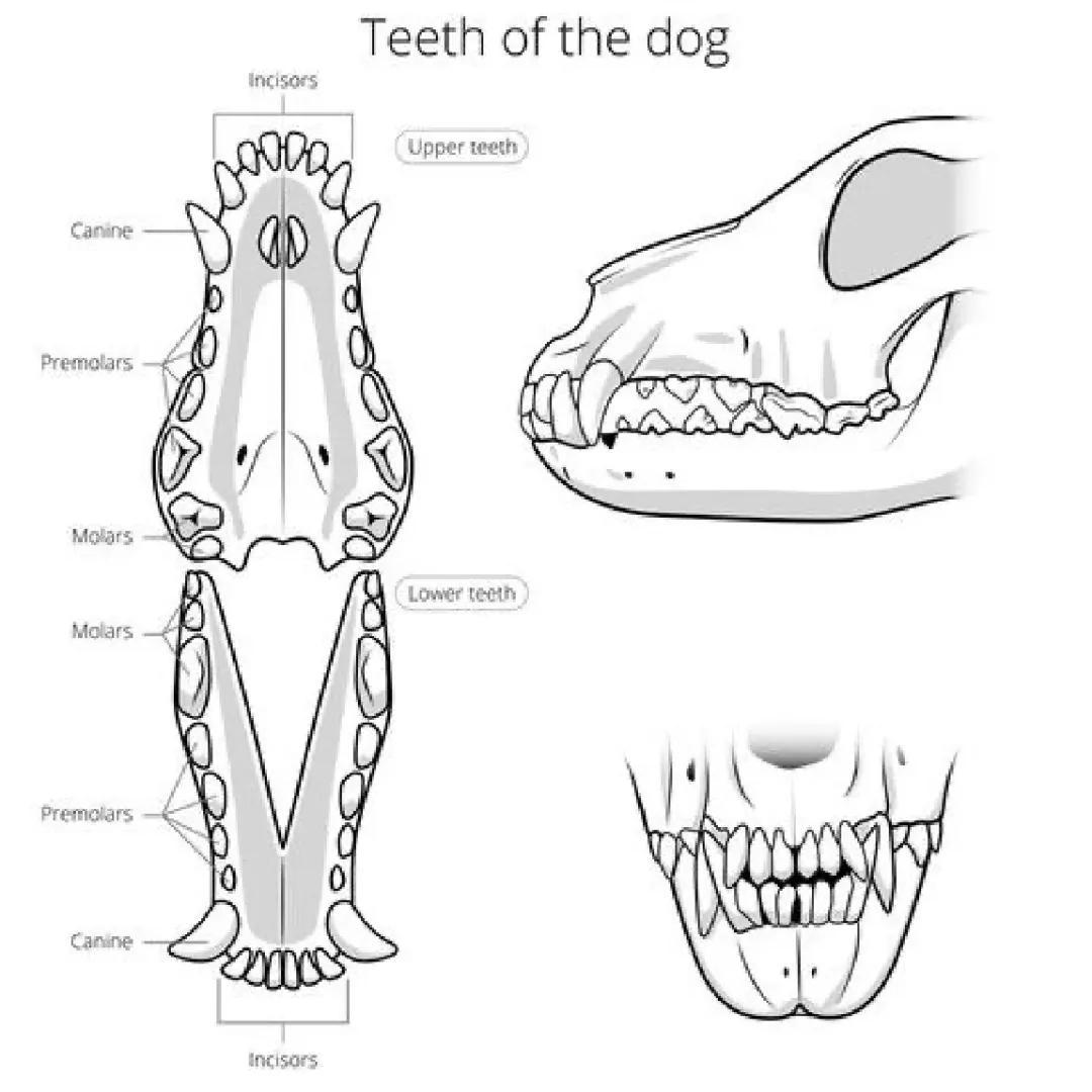 狗狗牙齿结构图解剖图图片