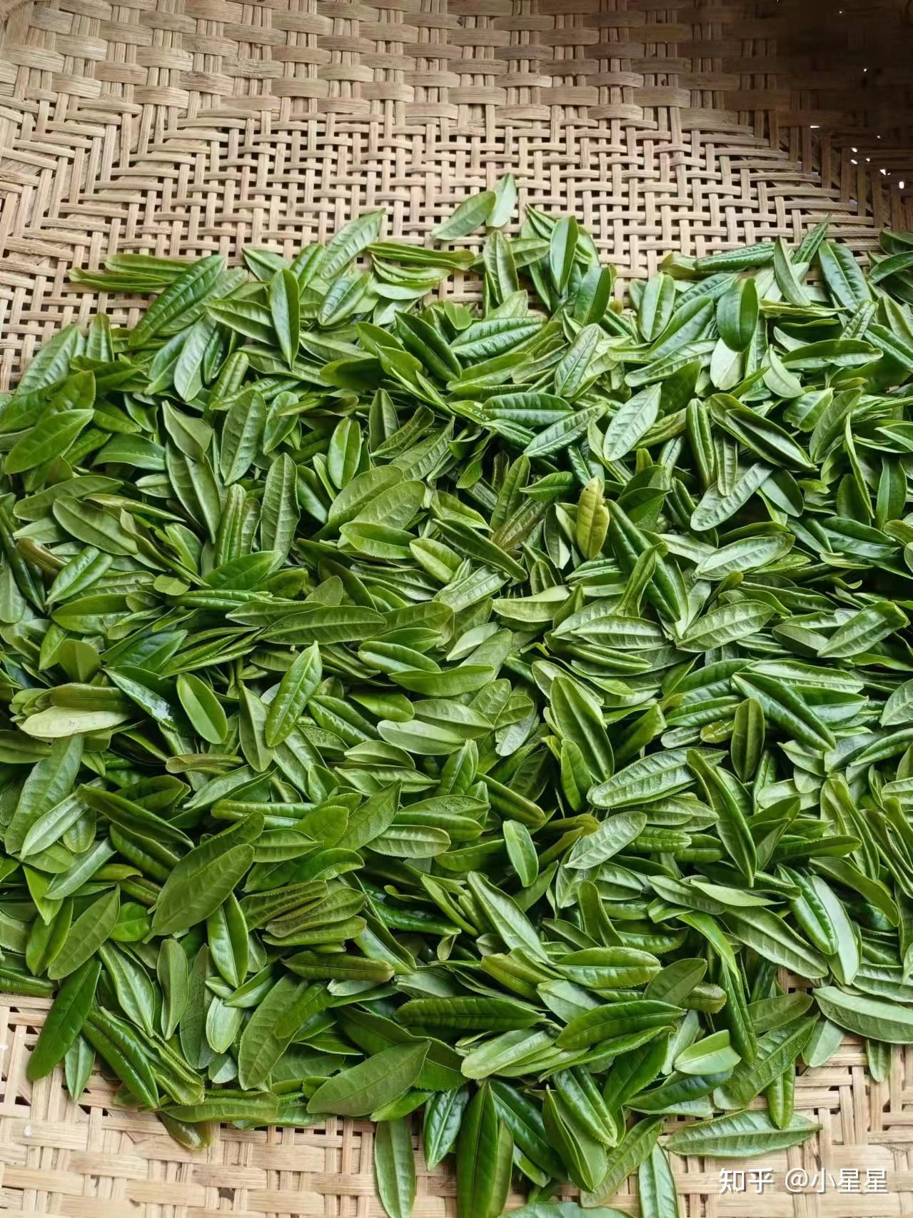 安徽名茶系列六安瓜片茶韵悠长 - 名茶瓜片
