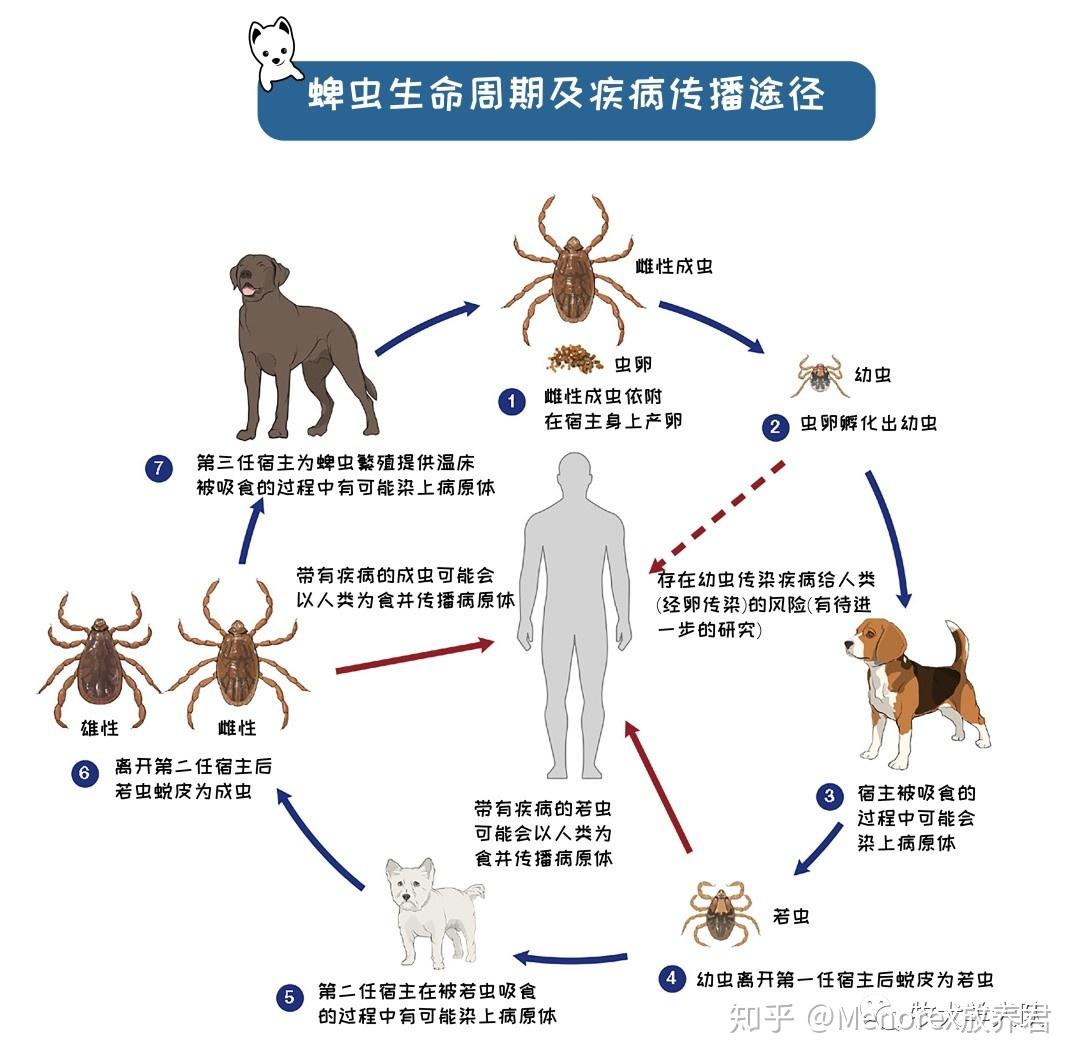 中国蜱虫分布图图片