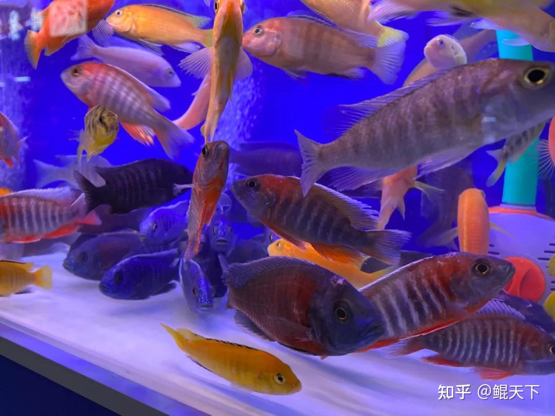 鲲天下专栏谁说三湖慈鲷不能群养