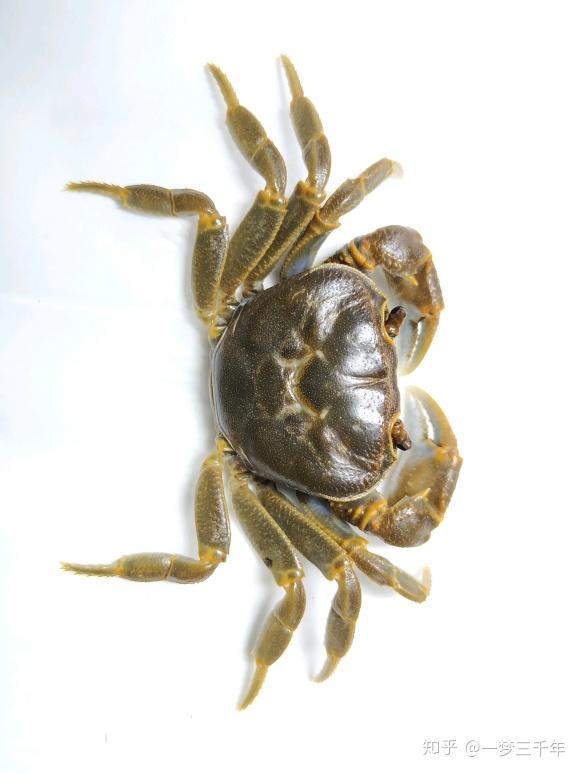 云南昆明本地的螃蟹是什么样,谢谢了? - 知乎