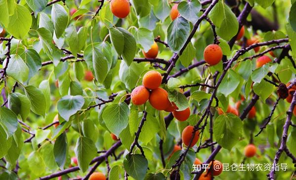 杏树怎么管理能高产?杏子膨果坐果叶面肥用什么好?杏子保花保果膨果坐果用金泰靓 - 知乎