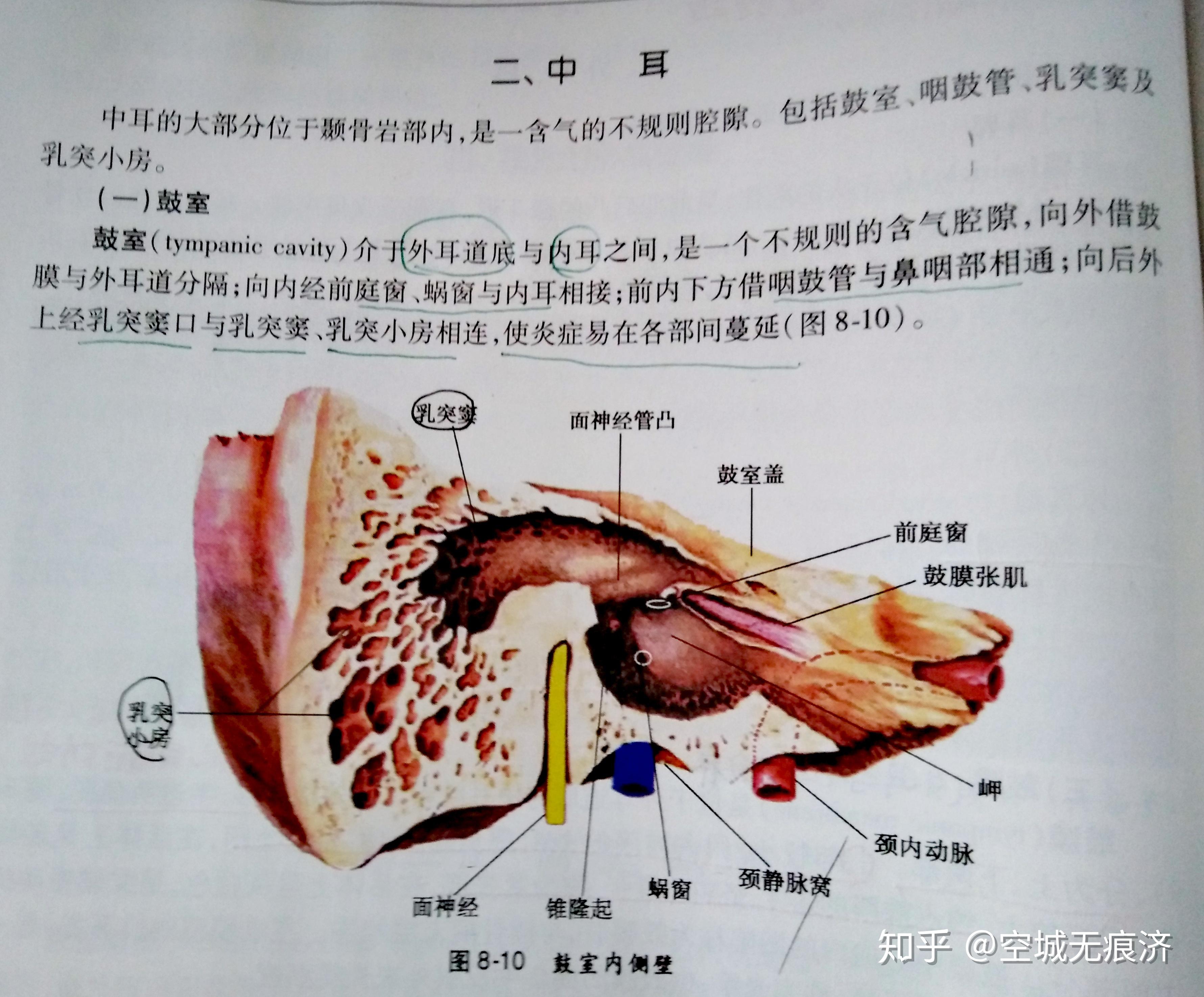 解剖学相关习题19 - 知乎