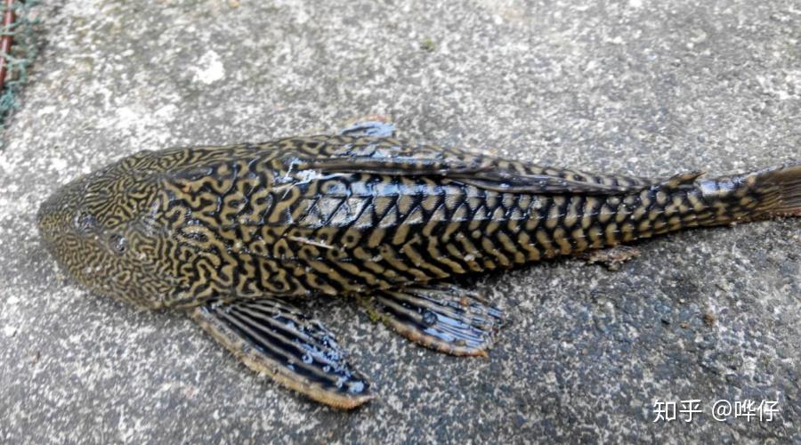 为什么会有人愿意在鱼缸里养清道夫?宠物鱼领域三大奇葩现象之一