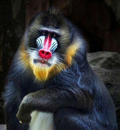 现实中存在的 小鬼 细数那些名字神秘恐怖的动物 知乎