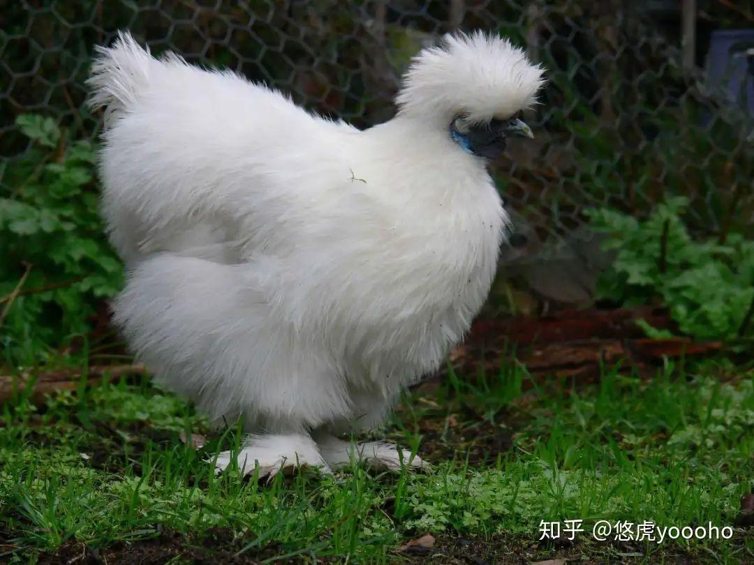 奇葩养宠:随处拉的鸡也能当宠物养? - 知乎
