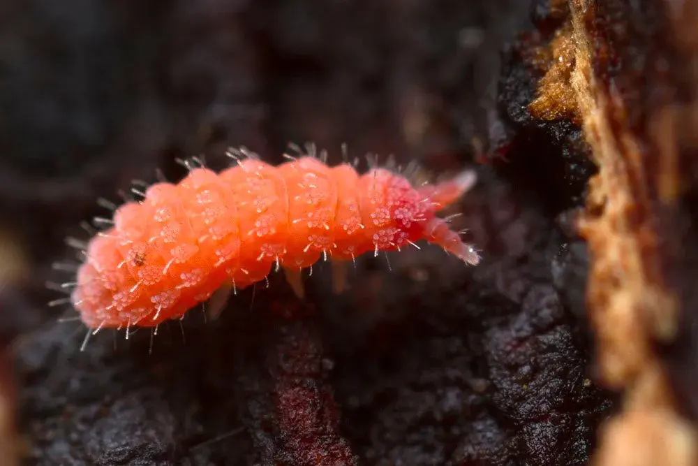 生态缸老八跳虫