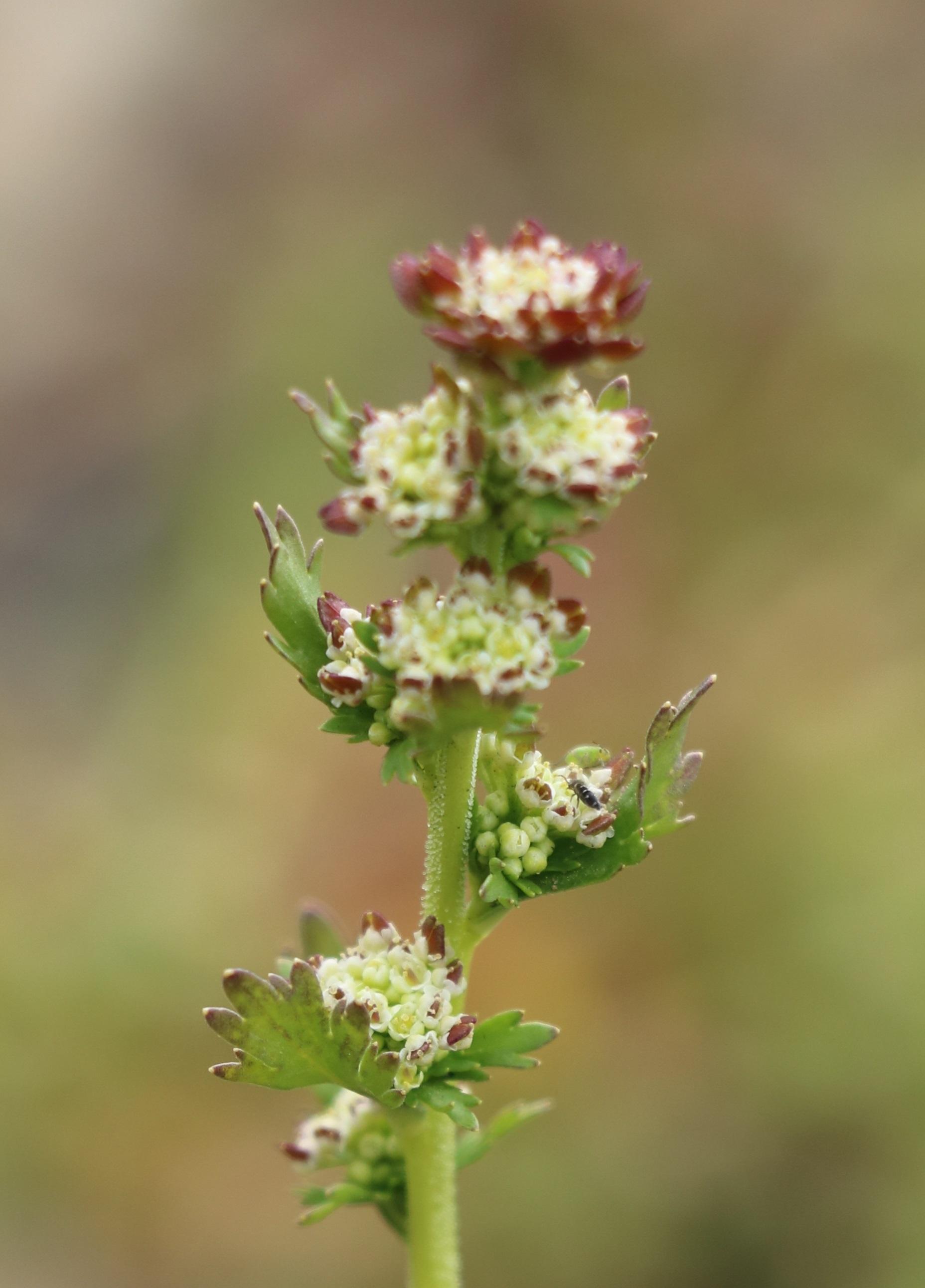 自然足迹横断山区植物小记十四石竹科十字花科