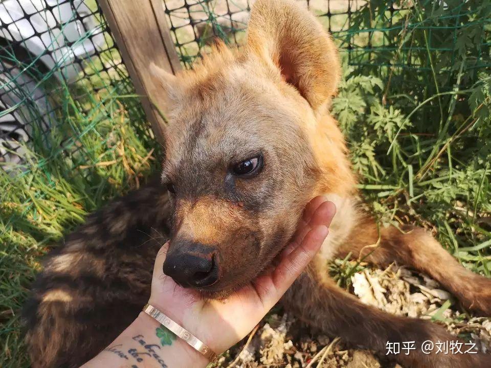 鬣狗能当成宠物饲养吗