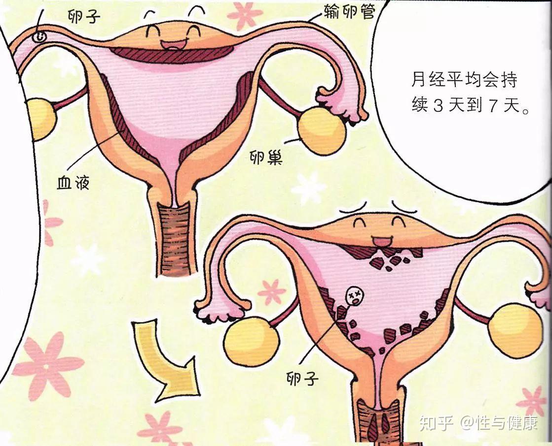 图2-70 输尿管与子宫动脉的关系(冠状切面，示意图)-泌尿科学-医学