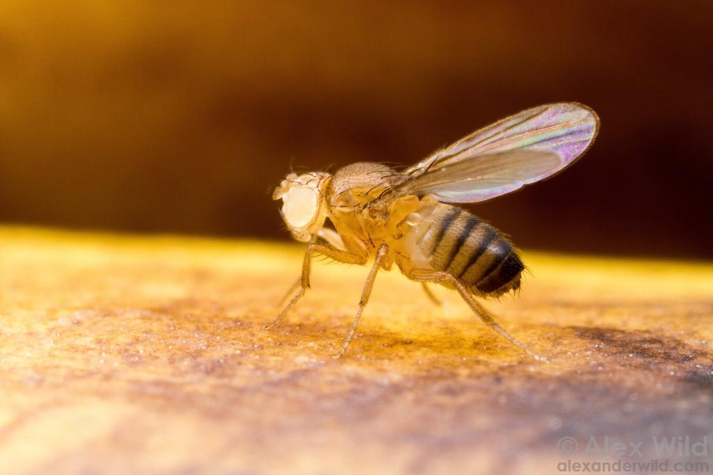 趣味模式生物开启诺奖之门的小昆虫黑腹果蝇