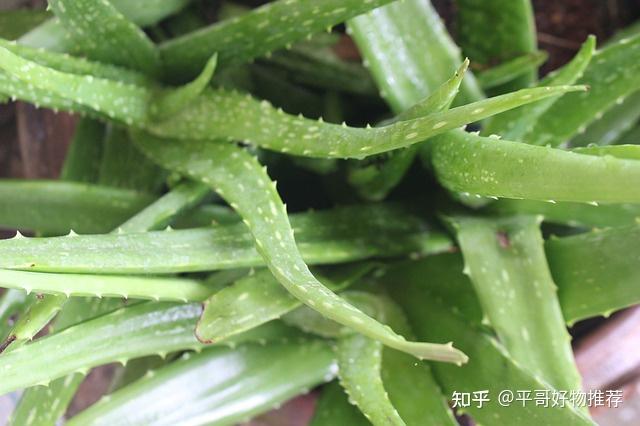 外用蘆薈凝膠(aloe gel)用於皮膚被認為是安全的,但禁止用於開放傷口.