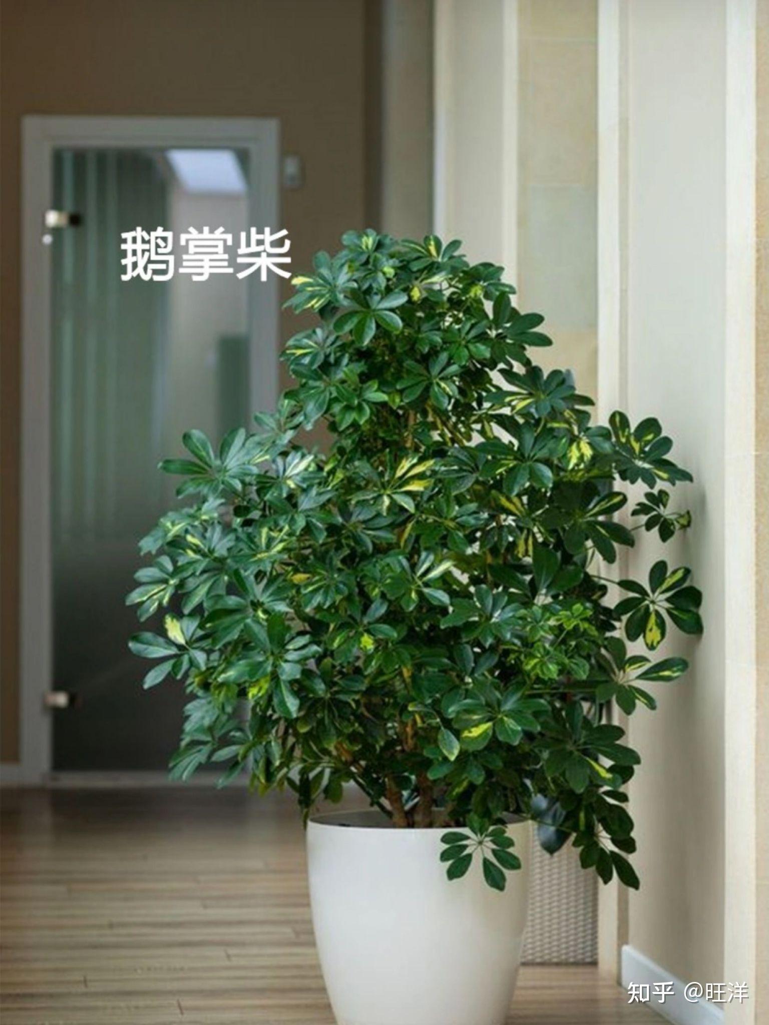 除甲醛植物排名排行榜第一名竟然是它