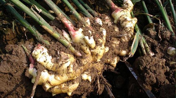 生姜姜瘟病的症状,发病特点及防治方法