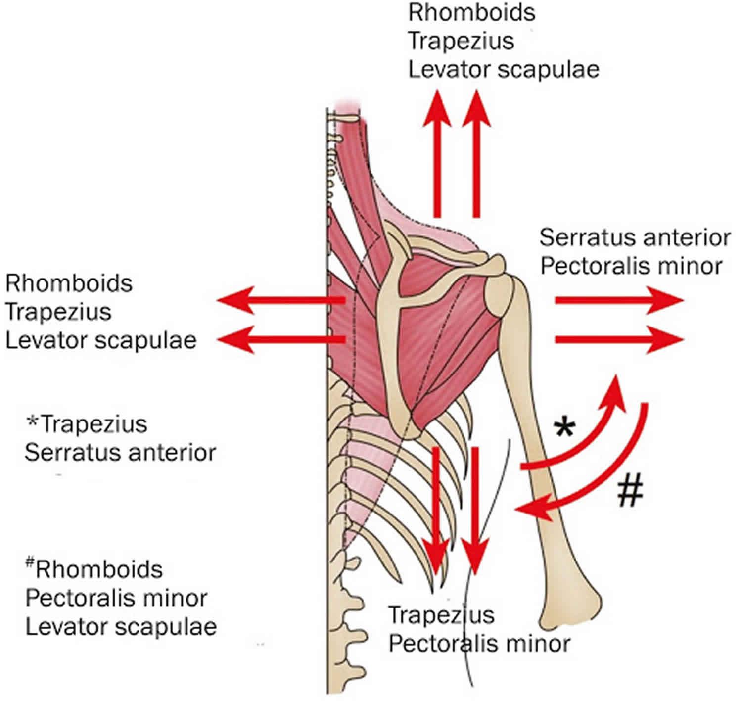 改善支撑站姿的方法?