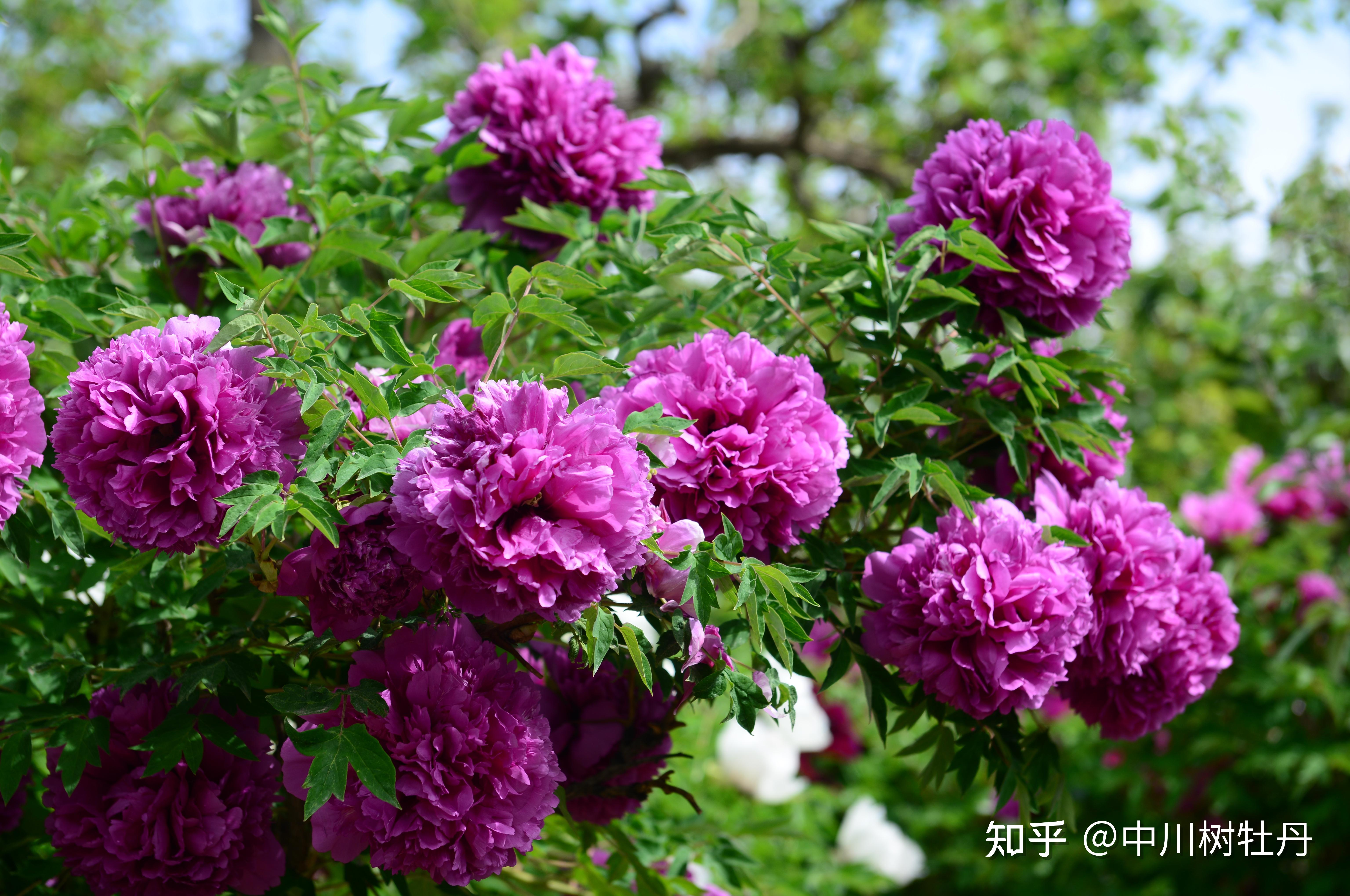基地 今年全国牡丹开花普遍较早,中川牡丹园作为全国开花最晚的园区