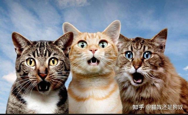 这些猫咪性冷知识,你可能还不知道 - 知乎