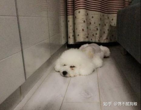 比熊犬呕吐黄水和白沫 怎么办 知乎