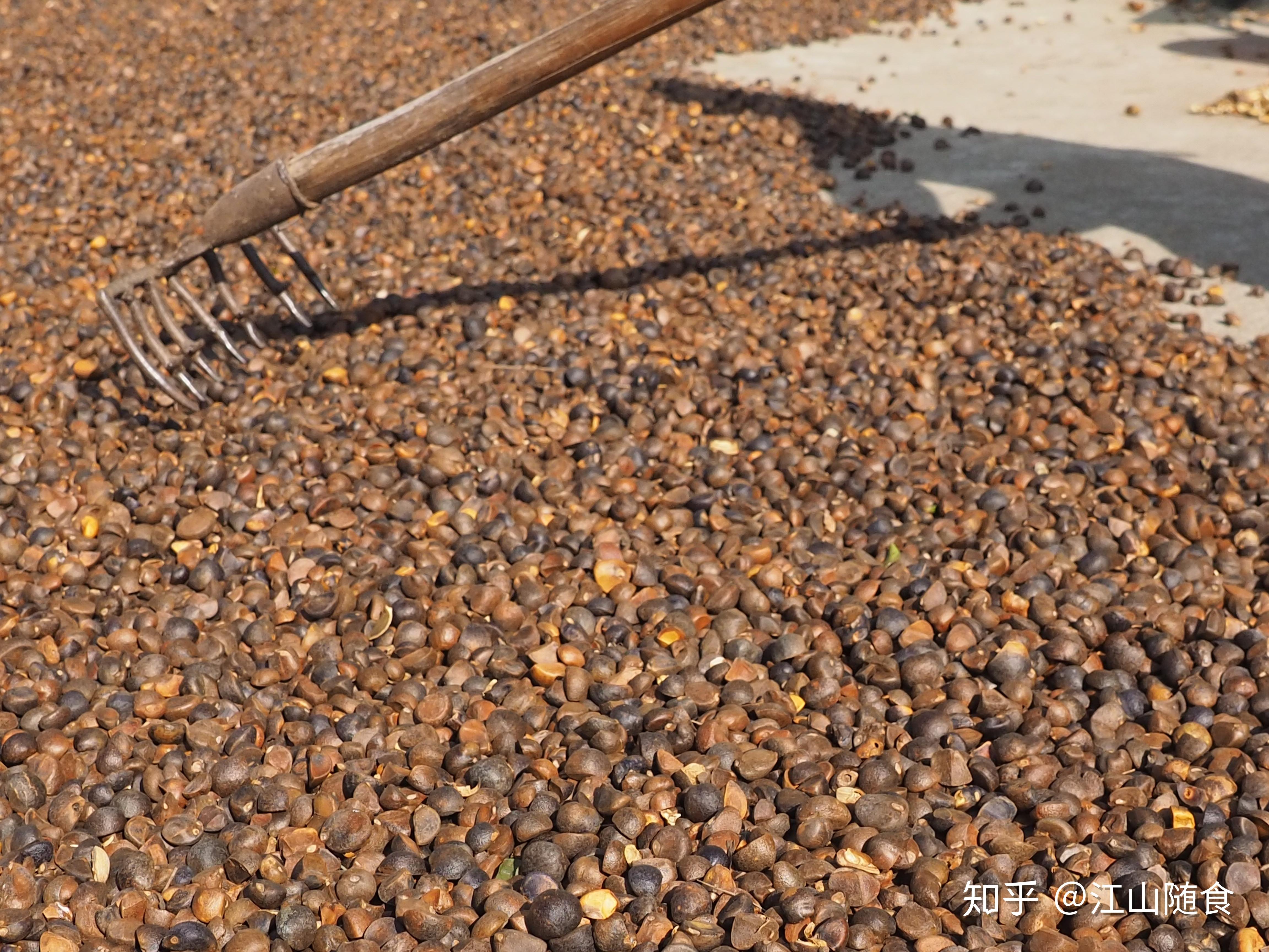 有虫眼的茶籽挑拣山茶籽采茶籽,晒茶籽,剥壳,挑拣,晒茶籽仁,仅仅只是