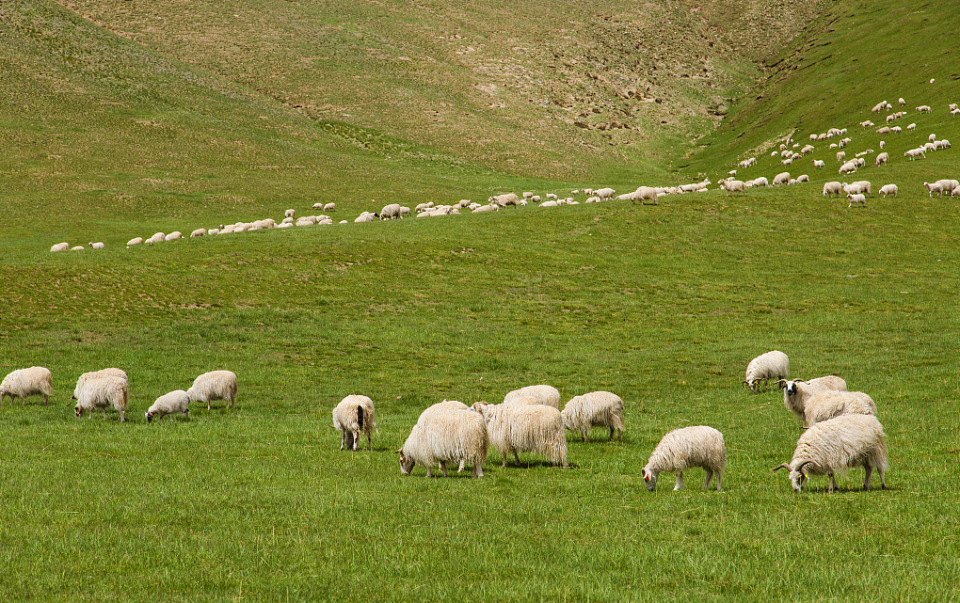 在湖的那边有一群羊咩咩