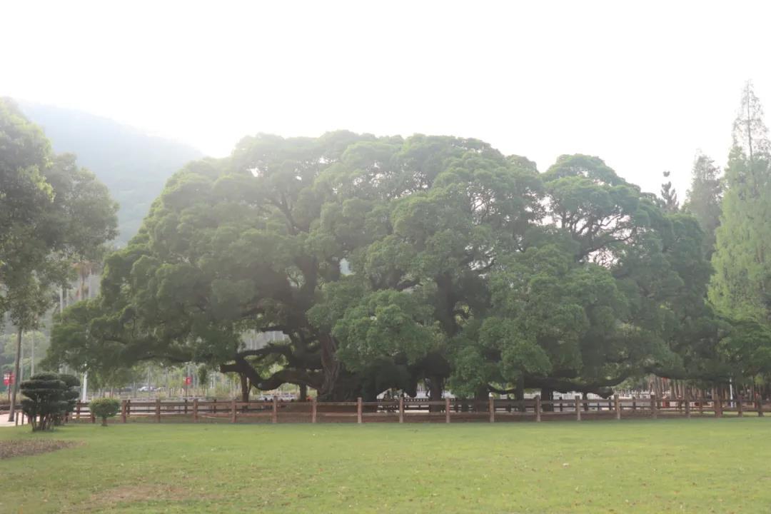 Cell | “榕城”学者联合西双版纳科学家解析榕树气生根、性别决定和榕-蜂共演化机制 - 知乎