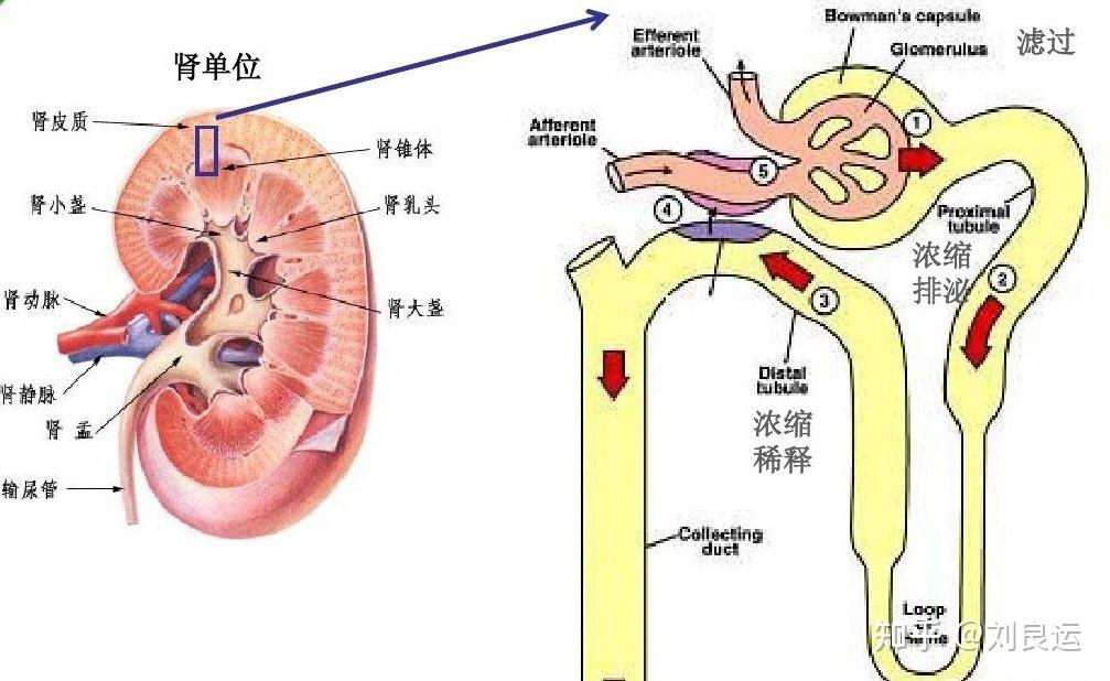 尿酸盐在血中呈现过饱和状态后成绩在肾髓质,肾间质或远端集合管,很