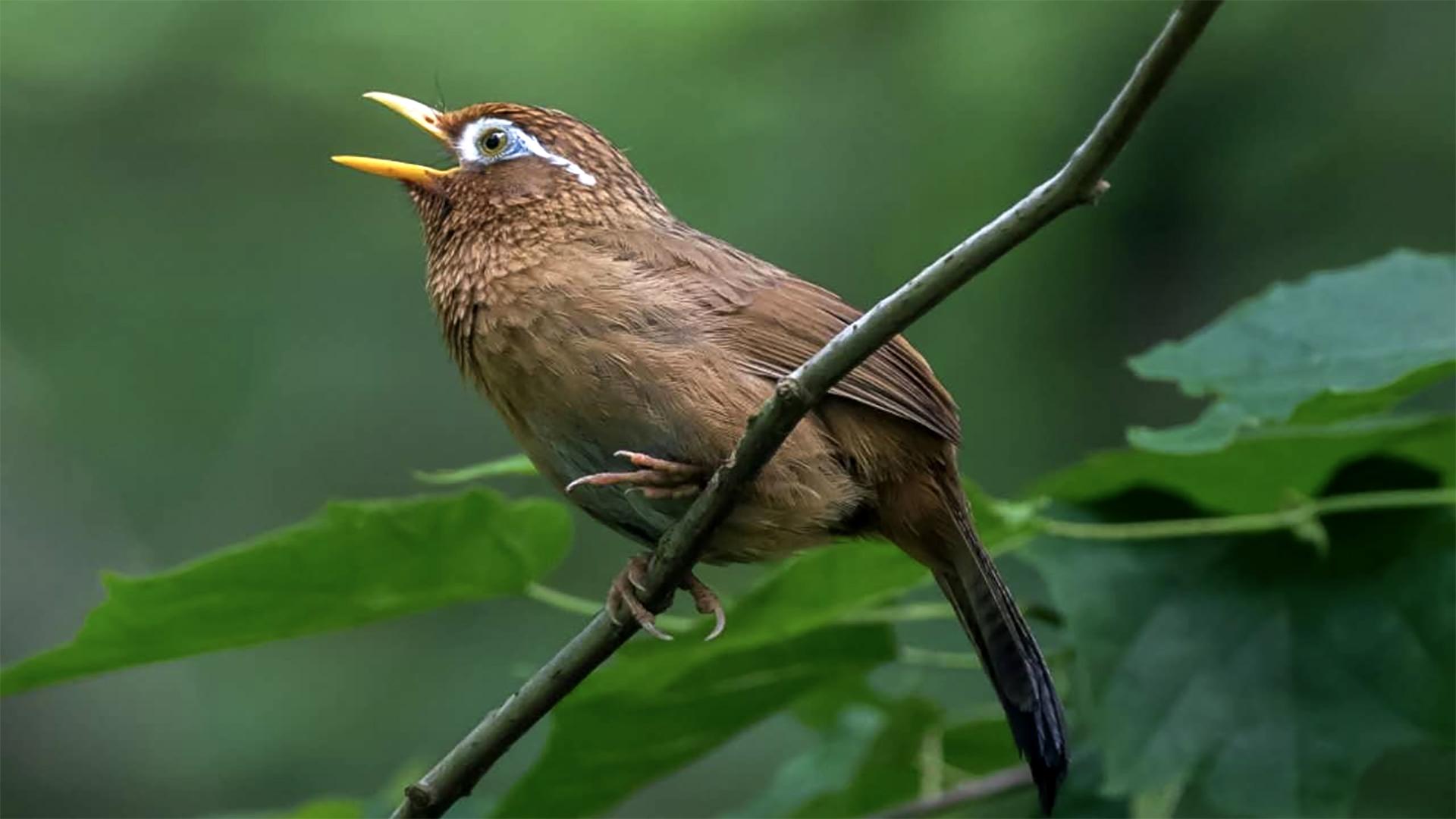 让你听听长脚秧鸡的漏电叫声绝对是独一无二的电音强烈建议先收藏