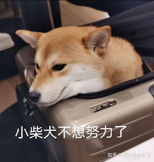 拍到了可爱的柴犬做个表情包