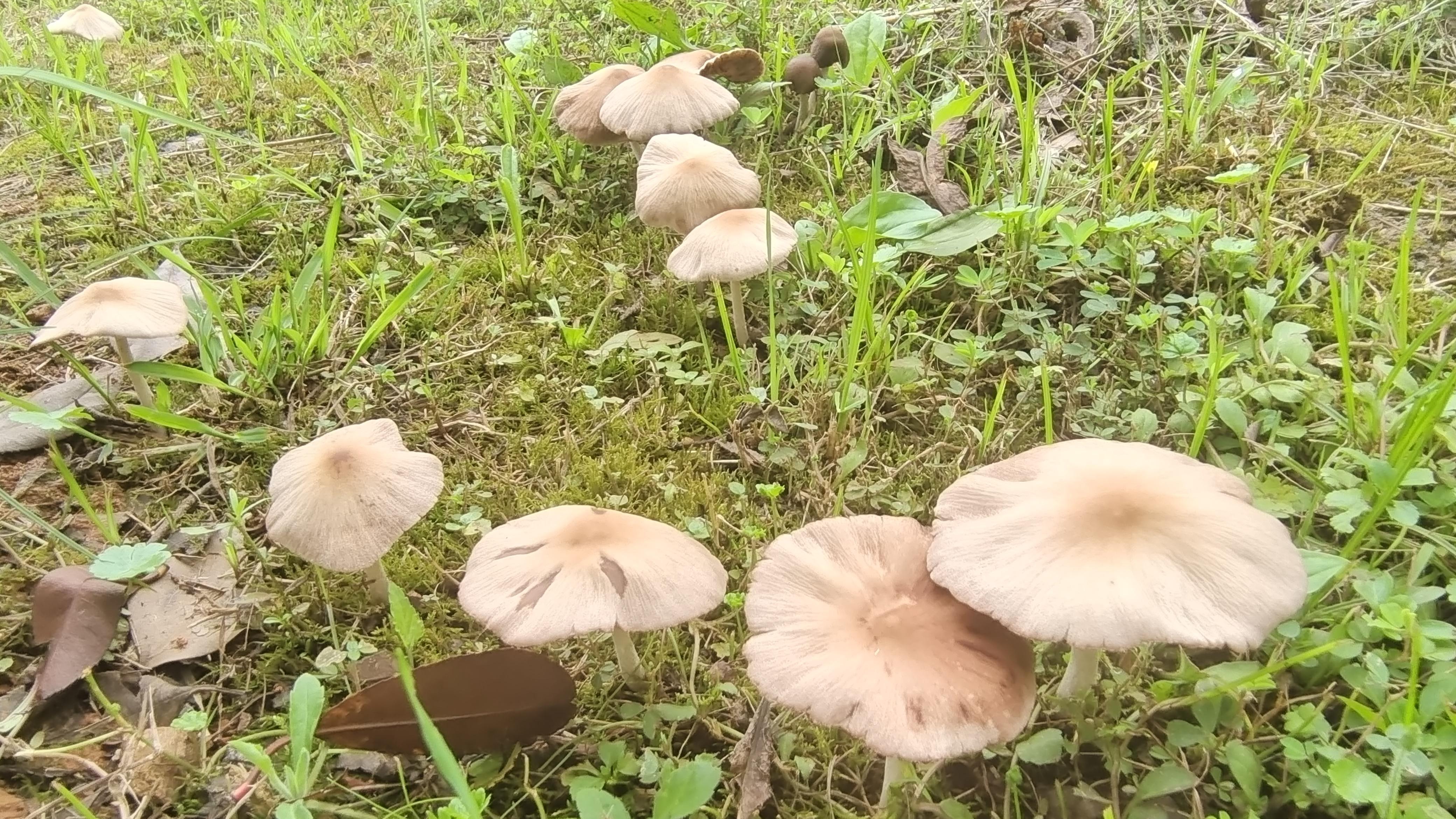 这是什么蘑菇门口树下看到的