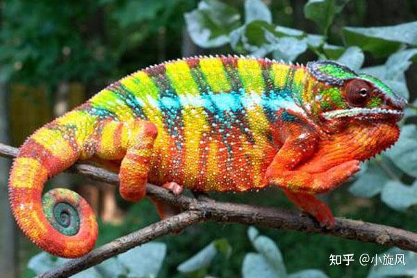 支配型-老虎,外向型-孔雀,耐心型-考拉,精确型-猫头鹰,整合型-变色龙