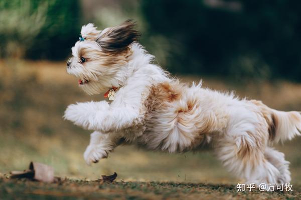 十大便宜好养的小型犬- 知乎