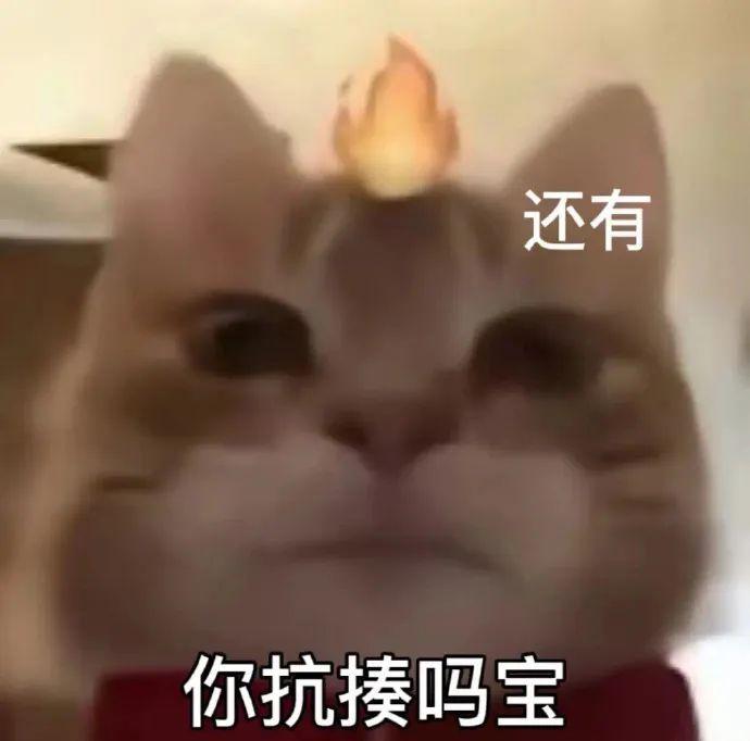 猫咪的表情包 - 知乎